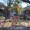 公園にも春