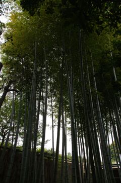 竹