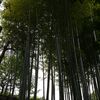 竹