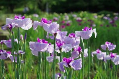 花しょうぶ