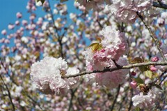 八重満開