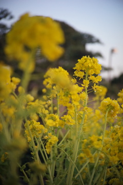 菜の花