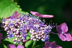 カラフル紫陽花