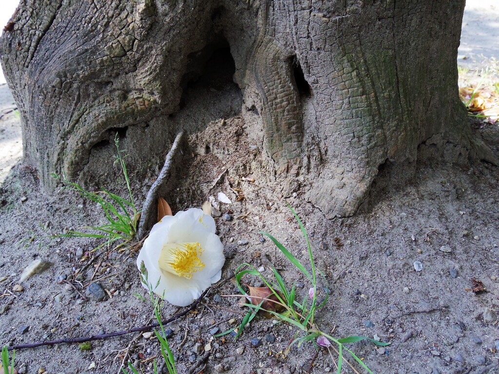 季節の移り変わり