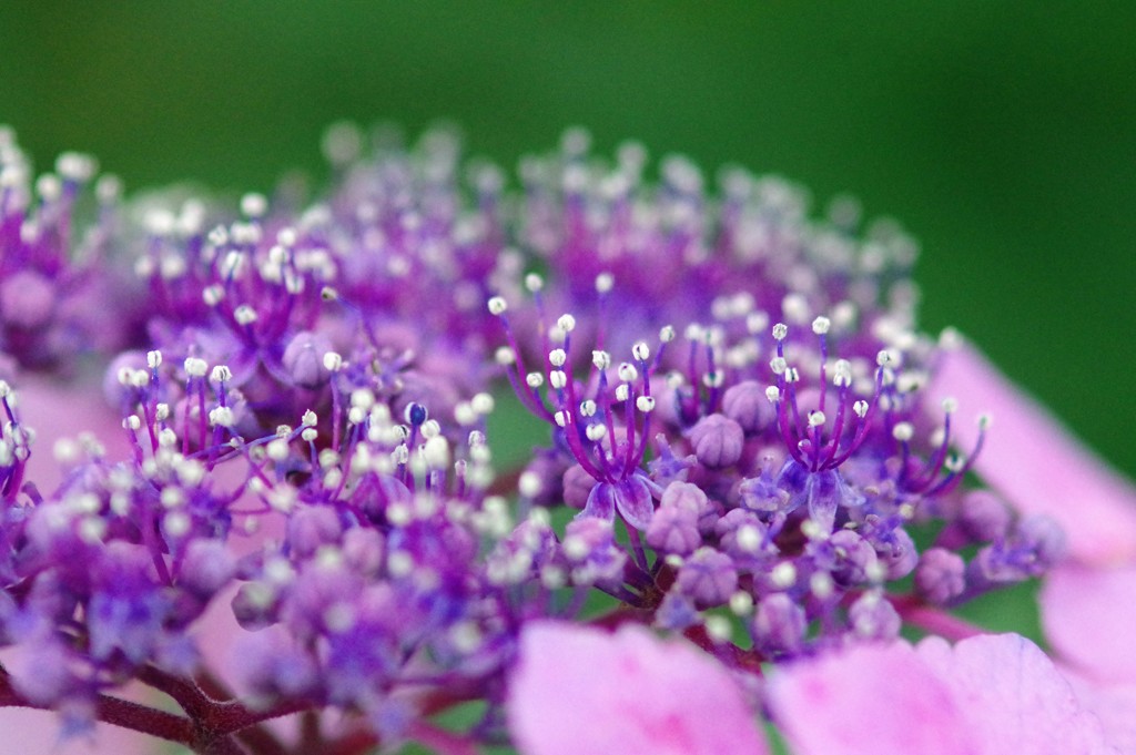 紫陽花6