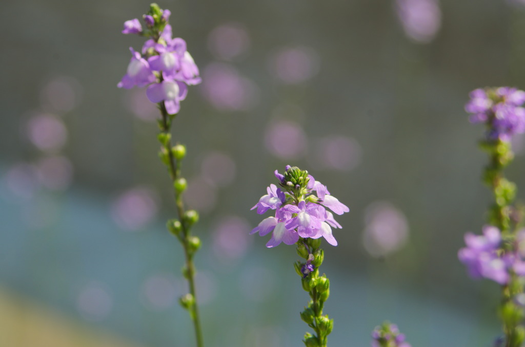 草花