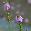 草花