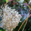 紫陽花？