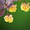 生け垣の花