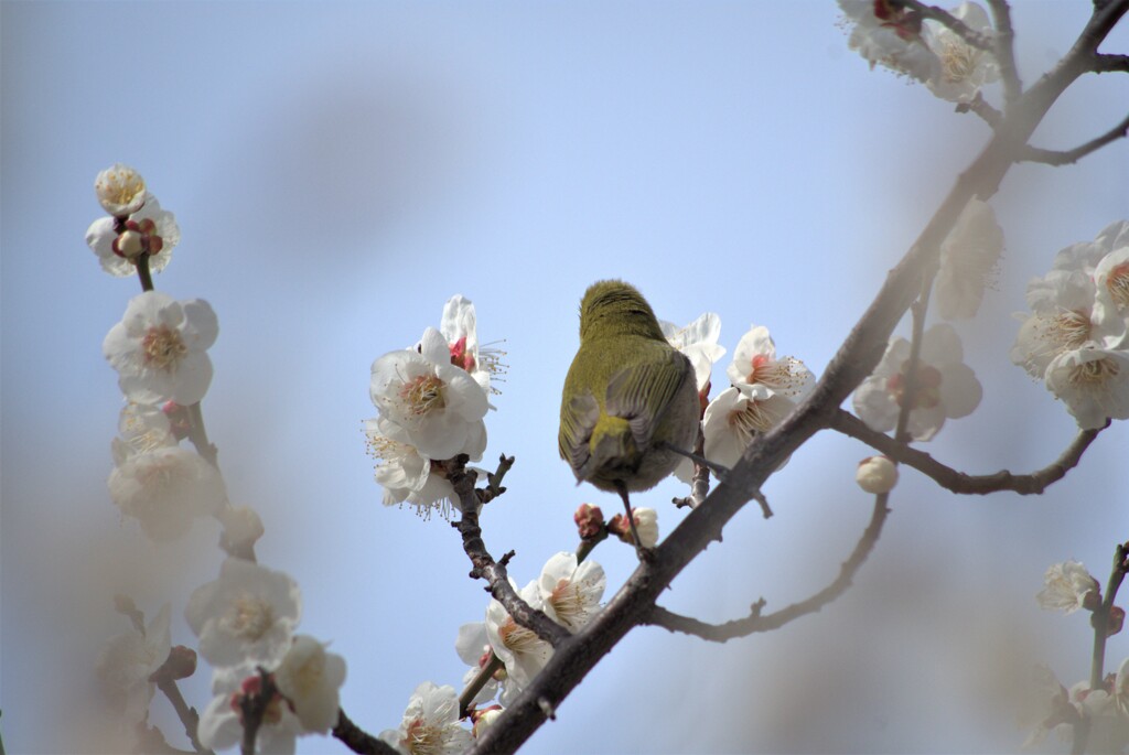 思いにふける