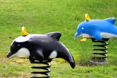 シャチとイルカの違い