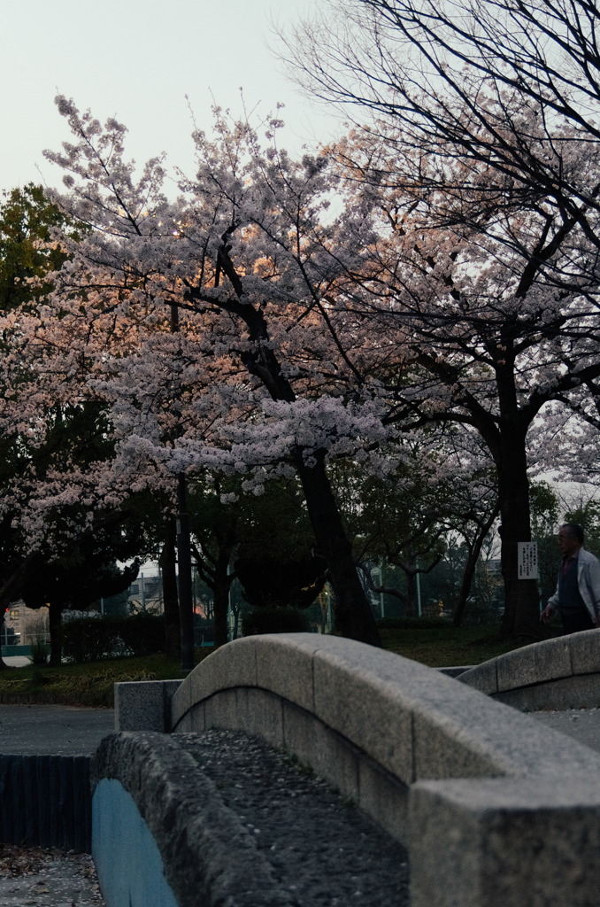 夜桜見物