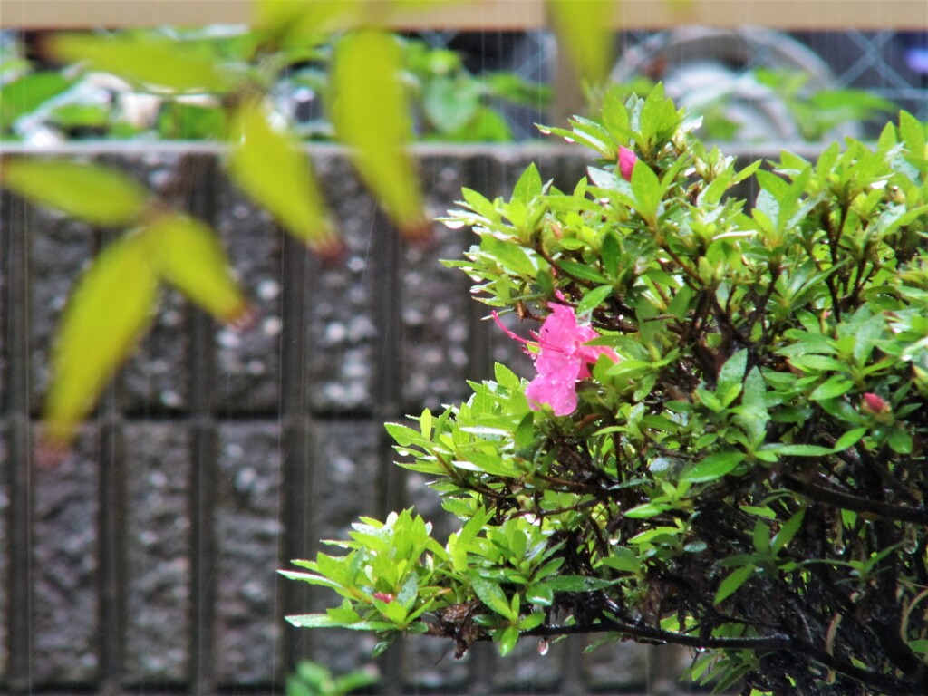 雨降りの庭