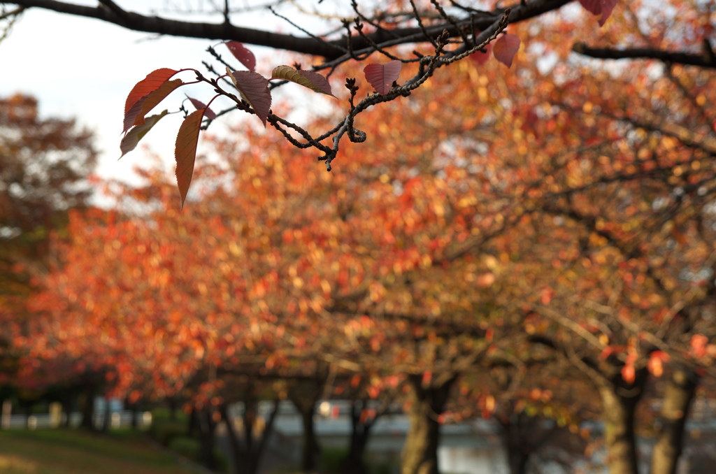 桜並木(秋)