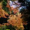 裏山のもみじ