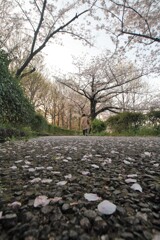 いつもの散歩道