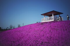 芝ざくら