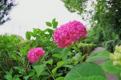紫陽花
