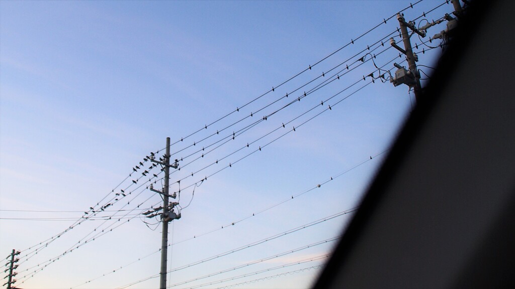 電線にぃ～