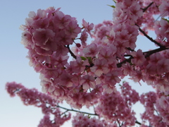 河津桜　3