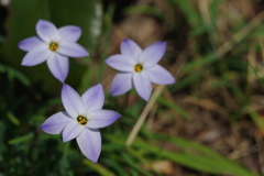 足元の草花