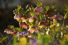 河津桜　2