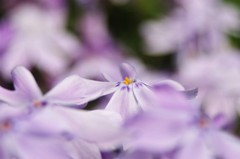 芝桜