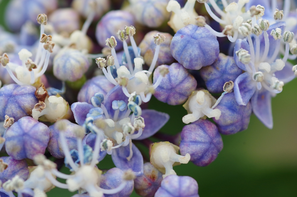 紫陽花の花