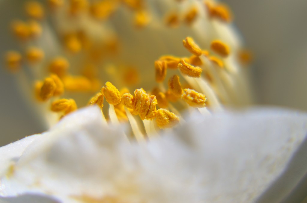 私は花粉症の犯人ではありません