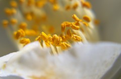 私は花粉症の犯人ではありません