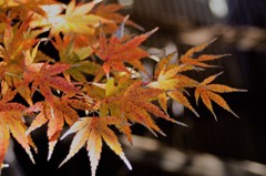 我が家の紅葉