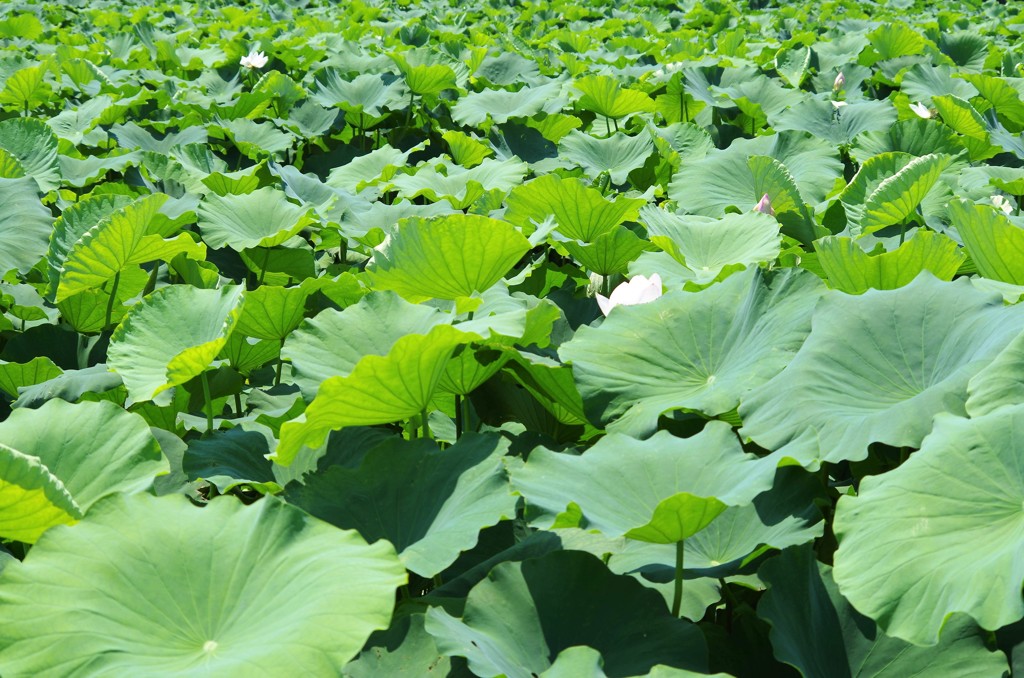 蓮根畑