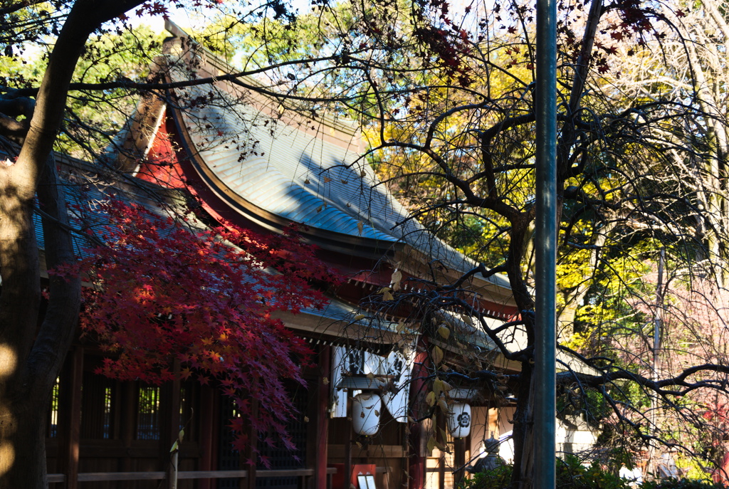 晩秋の神社