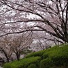 春が来たぁ