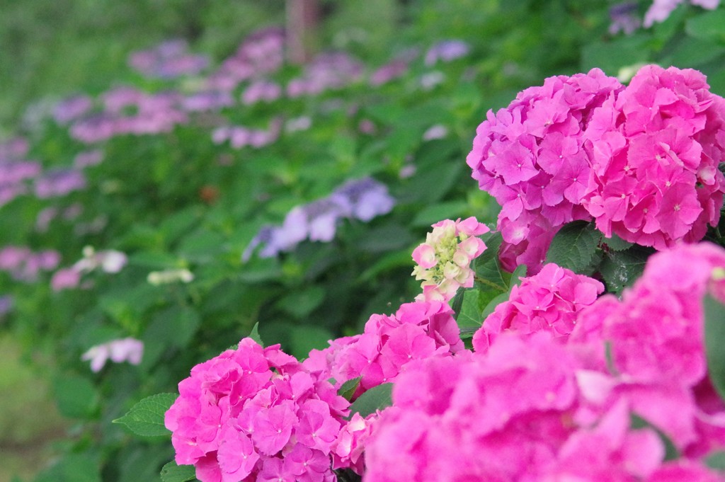 紫陽花3