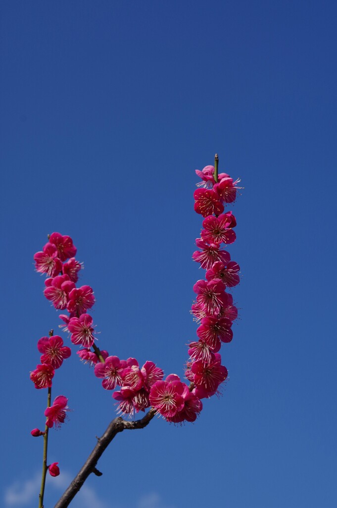 青空に紅梅