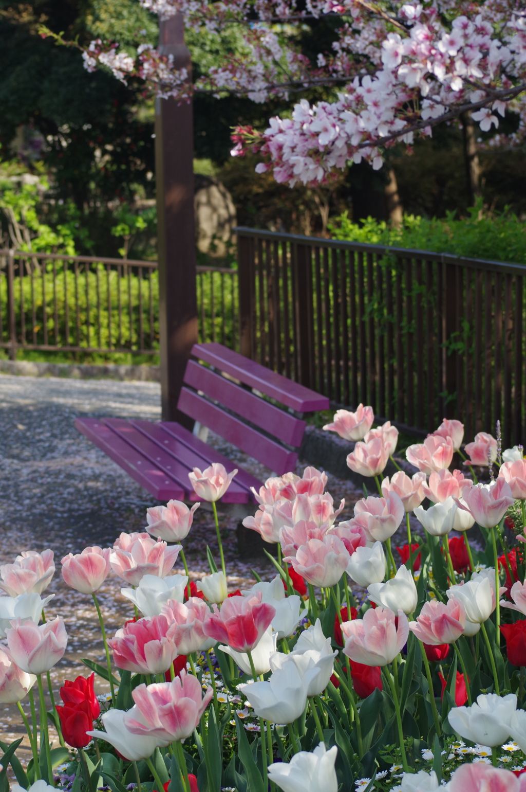 春の花