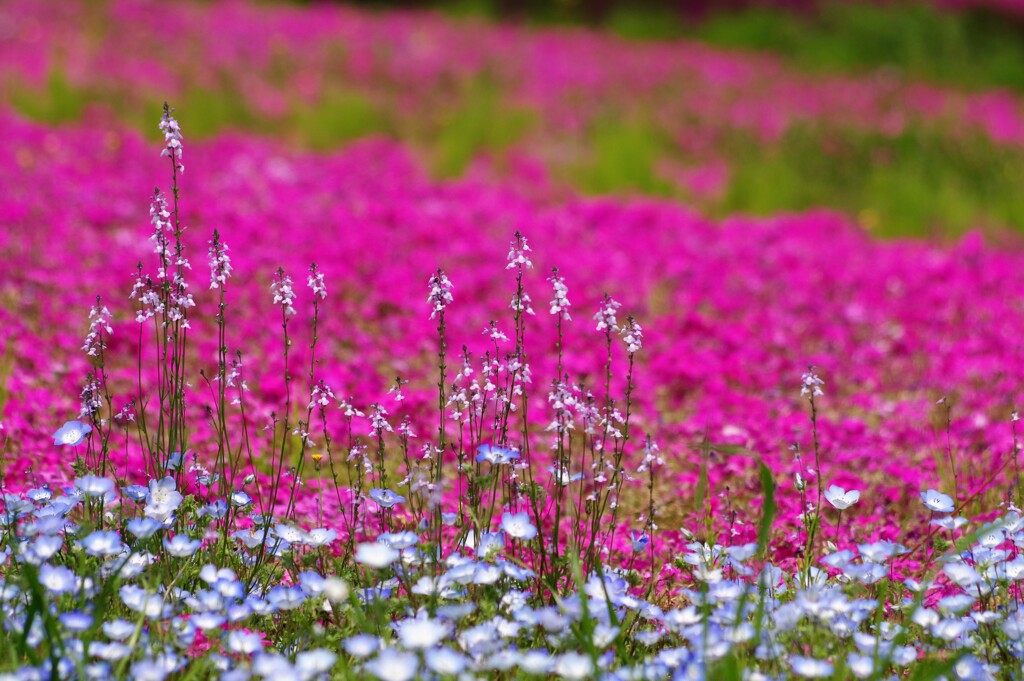 芝桜公園