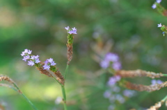 雑草の花