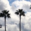 ヤシと雲