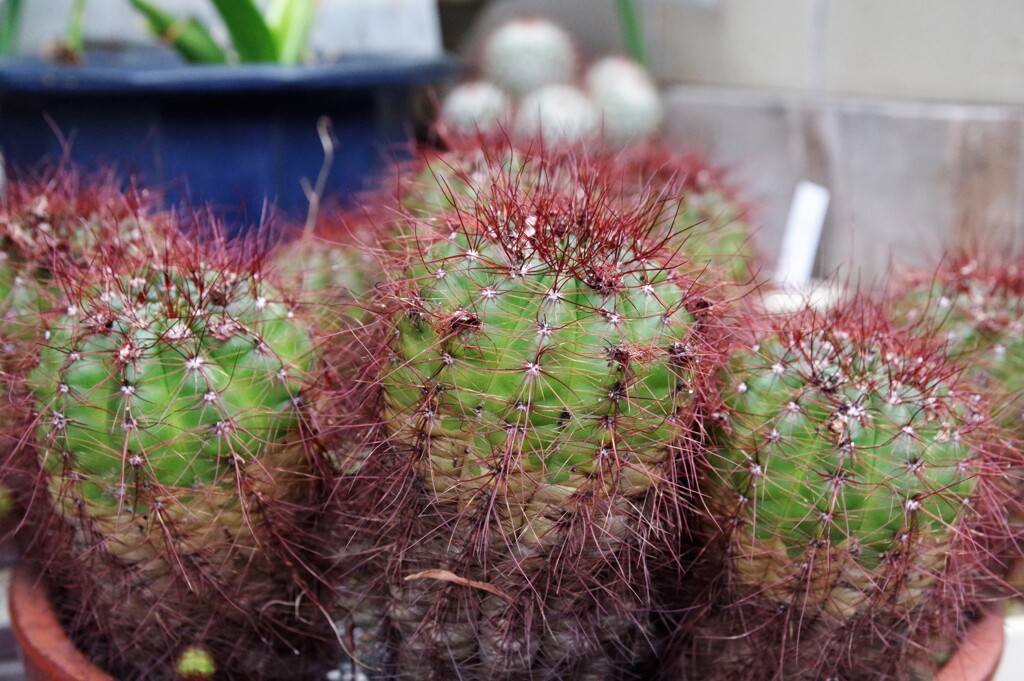 玄関先のサボテン