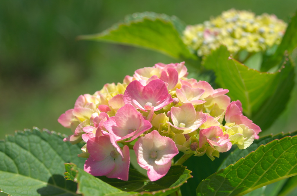 紫陽花