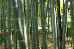 竹