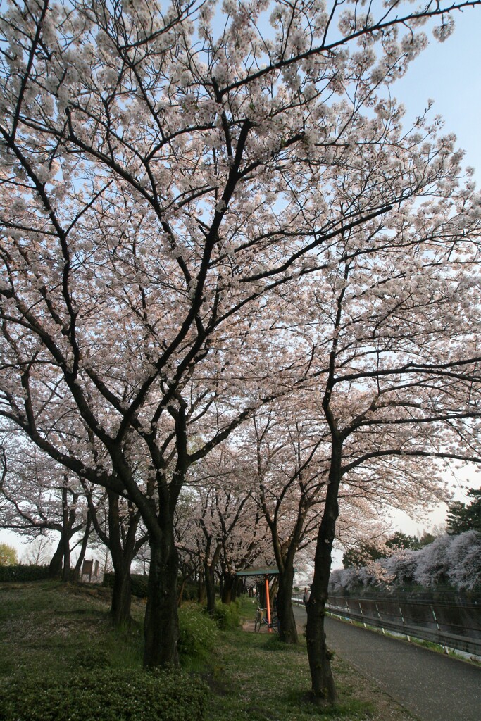川端