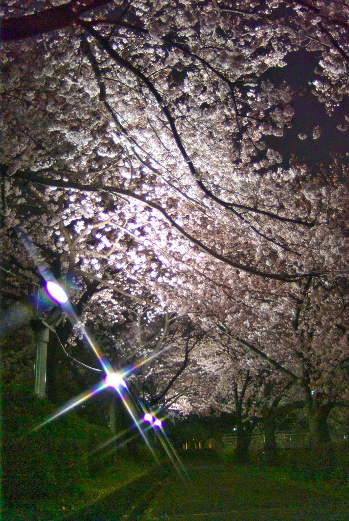 夜桜見物　5