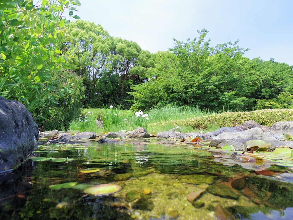 水辺の水仙