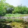 水辺の水仙