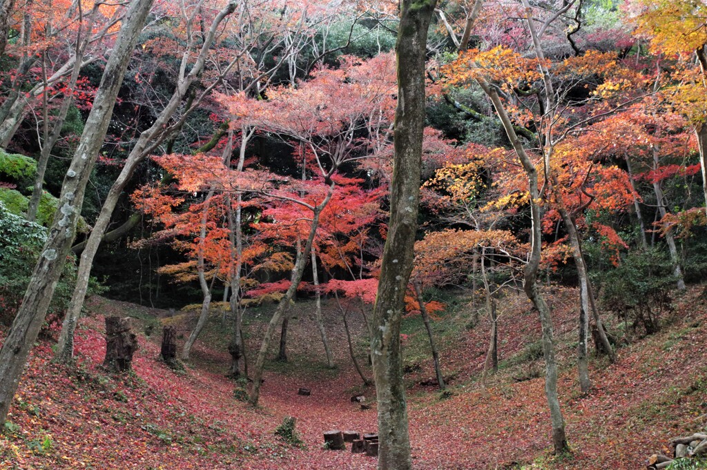 紅葉谷　7