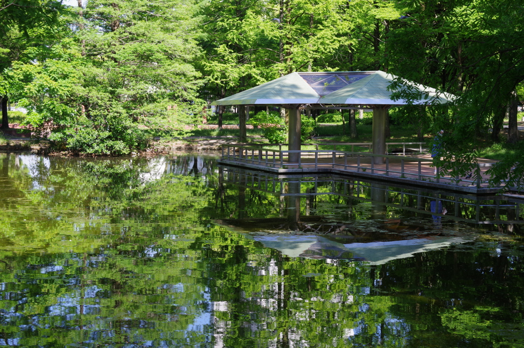 初夏の公園