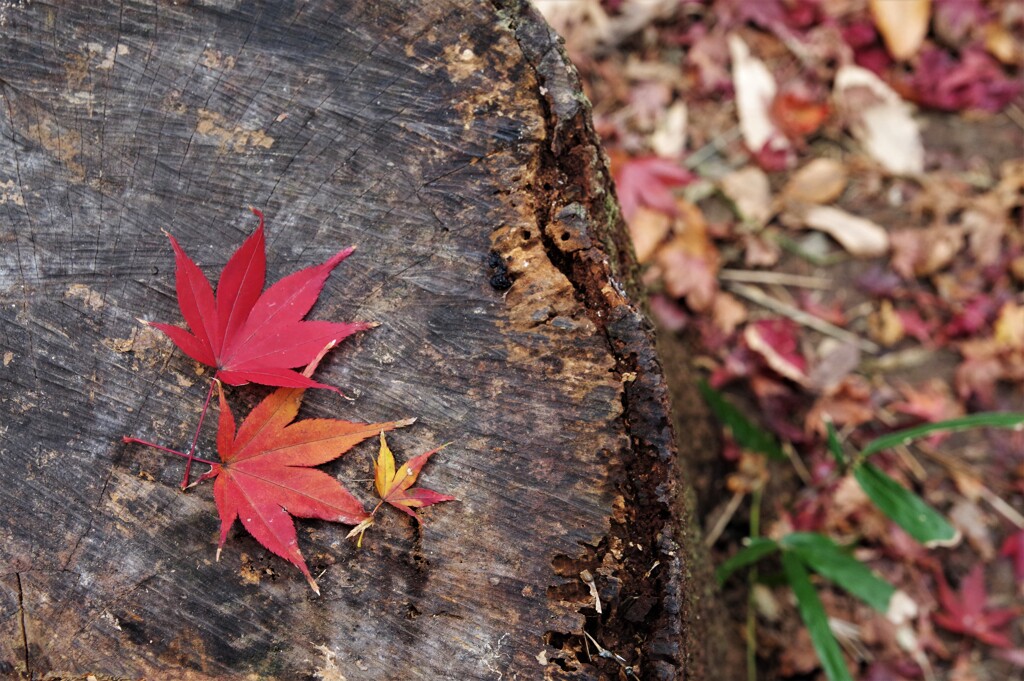 紅葉谷　5